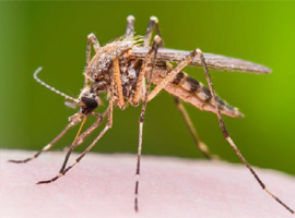 комары, комариные укусы, азудол