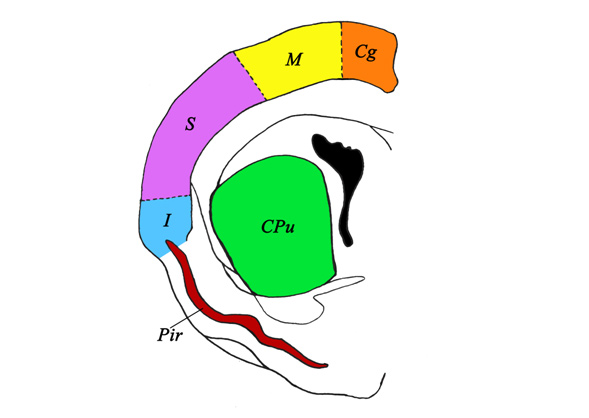 Схема строения коры и стриатума правого полушария головного мозга крысы