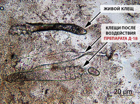 Микрофотография клещей рода Demodex в условиях in vitro через 2 дня после применения 1% крема ивермектина.