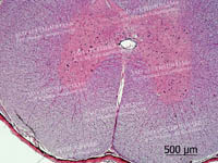 Спинной мозг собаки. Нервные клетки.