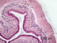 Oesophagus (transverse section). Dog