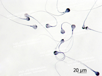 Sperm cells. Sperm smear. Guinea pig