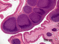 Крипта нёбной миндалины в окружении лимфоидных узелков. Кошка.