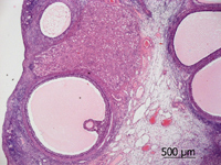 Graafian follicle and yellow body in the ovary of a cat.
