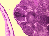 The mouse embryo. Transverse section.